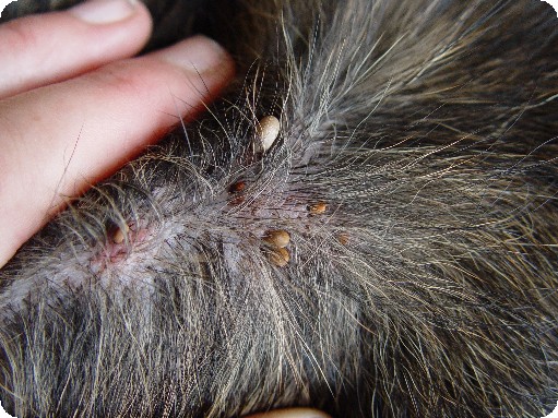 vlooien bij katten